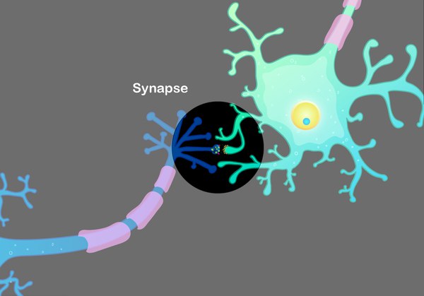 Illustration of a neuronal synapse
